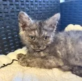 セルカークレックス