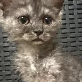 セルカークレックス