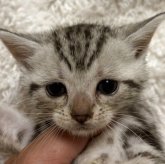 アメリカンショートヘア