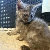 セルカークレックス【千葉県・男の子・2025年10月1日・ブラックスモーク】の写真2