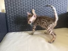 ベンガル【千葉県・男の子・2025年7月16日・ブラウンスポッテッドタビー(ロゼット)】の写真5