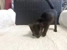 マンチカン(長足)【千葉県・男の子・2025年6月10日・ブラック】の写真8