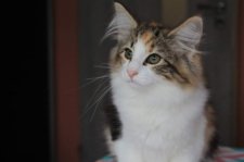 ノルウェージャンフォレストキャット【・女の子・2023年9月27日・ブラウン・クラッシック・トービー&ホワイト】「お迎え前　ポーランドのお家にて」