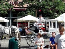 ノルウェージャンフォレストキャット【・女の子・2023年9月27日・ブラウン・クラッシック・トービー&ホワイト】「ワルシャワ 旧市街マーケットプレイス」