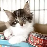 ノルウェージャンフォレストキャット