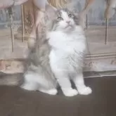 ノルウェージャンフォレストキャット