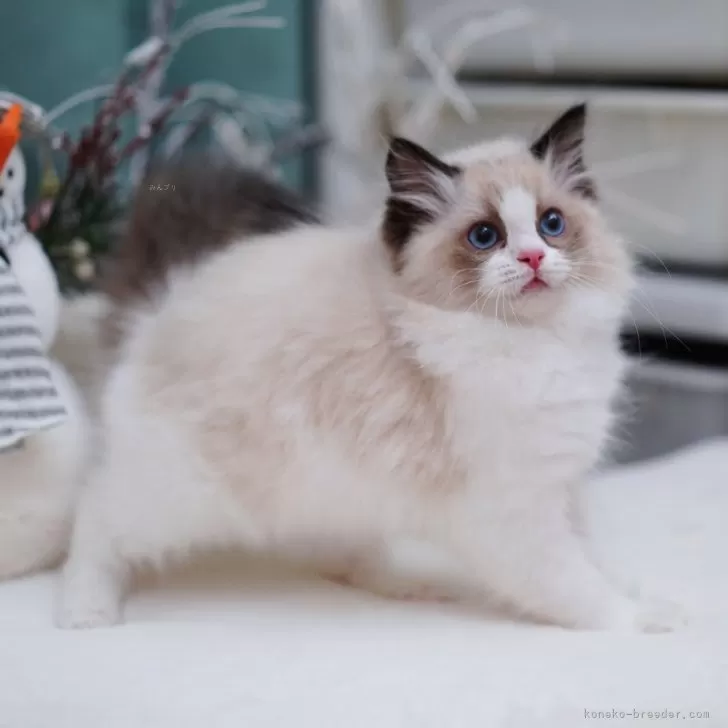 ID：2406-01230の子猫