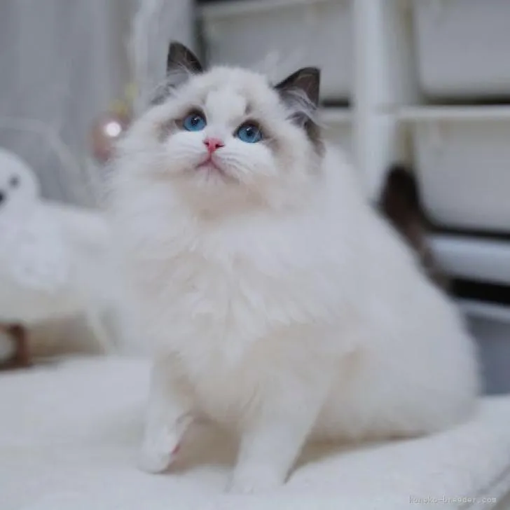 ID：2301-01268の子猫