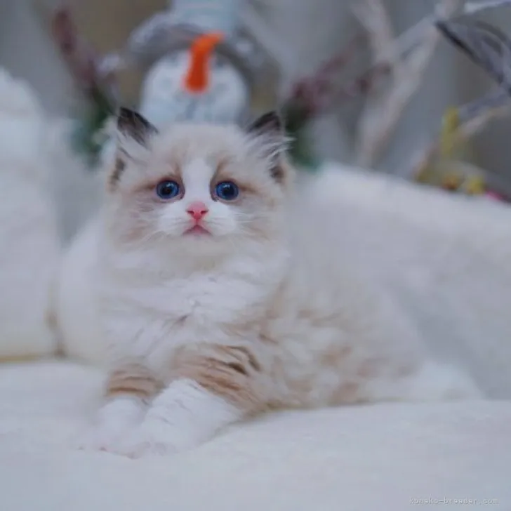 ID：2308-00364の子猫