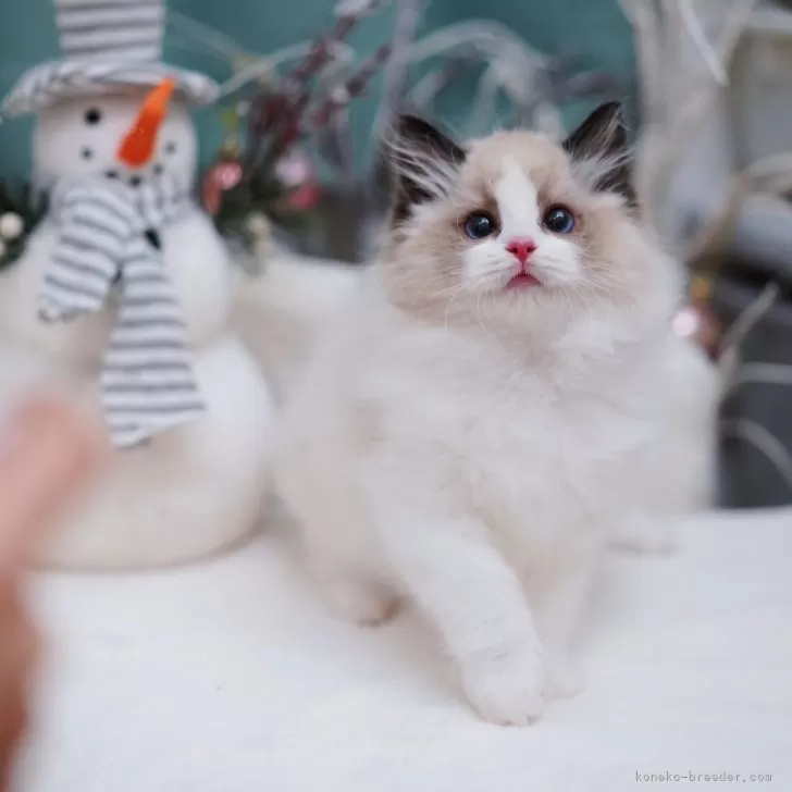 ID：2406-01226の子猫