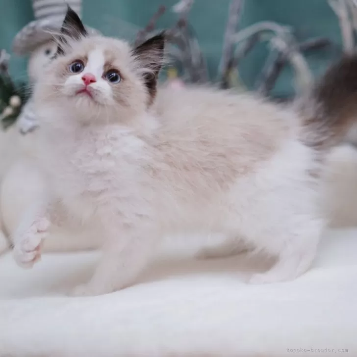 ID：2406-01231の子猫