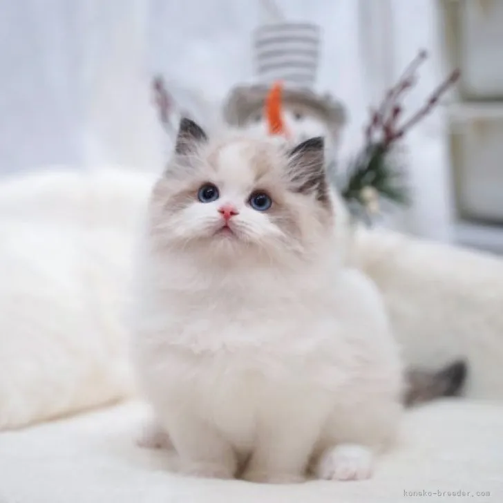 ID：2303-01203の子猫