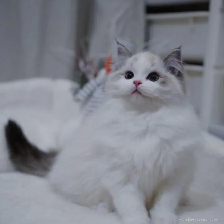 ID：2301-00792の子猫