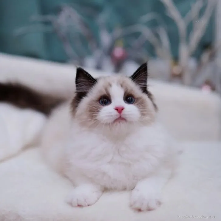 ID：2308-01881の子猫