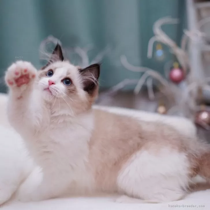 ID：2405-01920の子猫