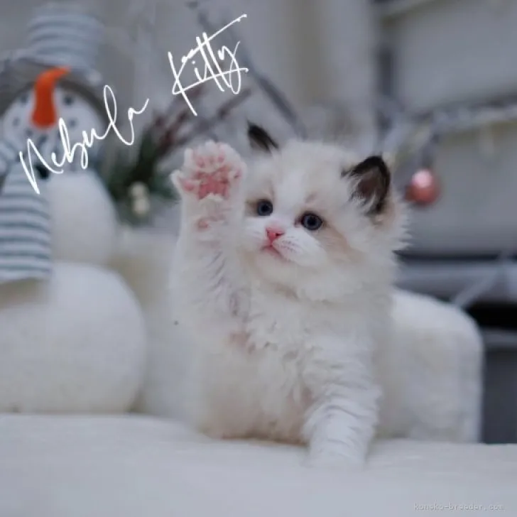 ID：2308-02948の子猫