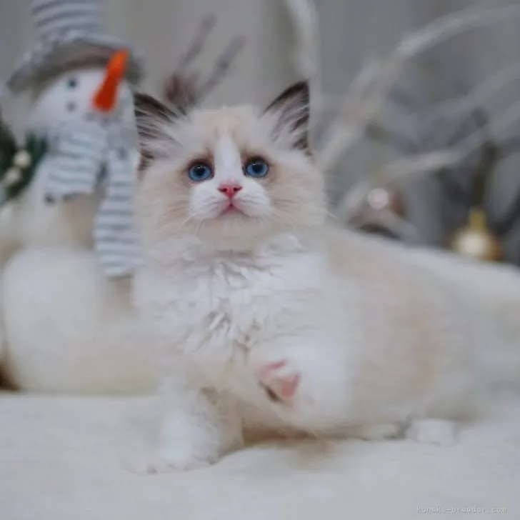 ID：2305-02161の子猫