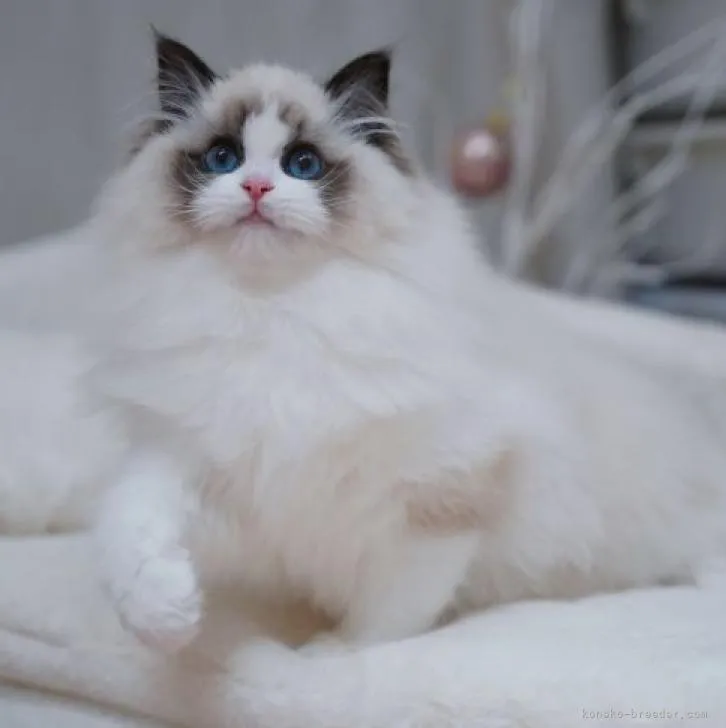 ID：2301-01269の子猫