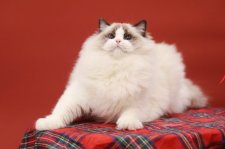 ラグドール【・女の子・2023年6月6日・シールポイントバイカラー】