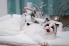 ラグドール【埼玉県・女の子・2024年11月10日・シールポイントバイカラー】の写真10