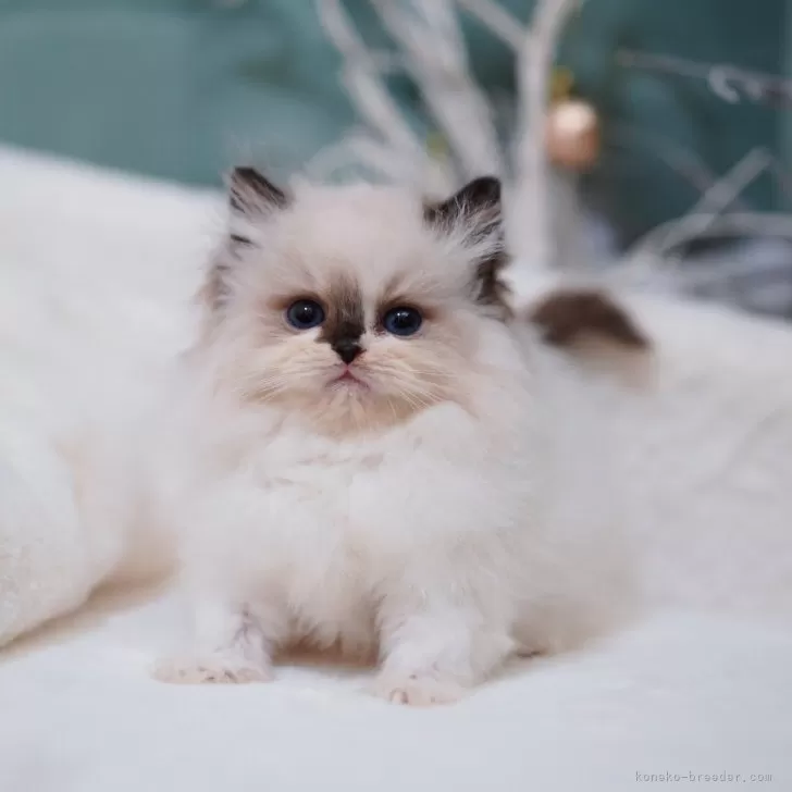 ID：2501-00288の子猫