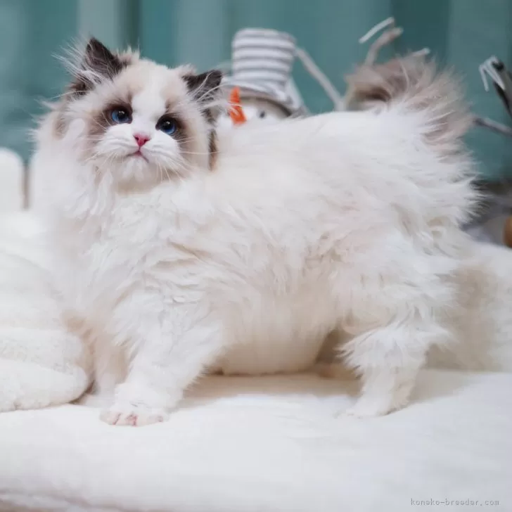 ID：2501-00289の子猫