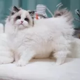 ラグドール【埼玉県・女の子・2024年11月10日・シールポイントバイカラー】の写真1