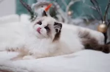 ラグドール【埼玉県・女の子・2024年11月10日・シールポイントバイカラー】の写真4