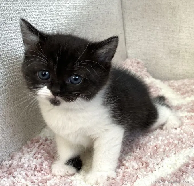 ID:2202-00937の子猫