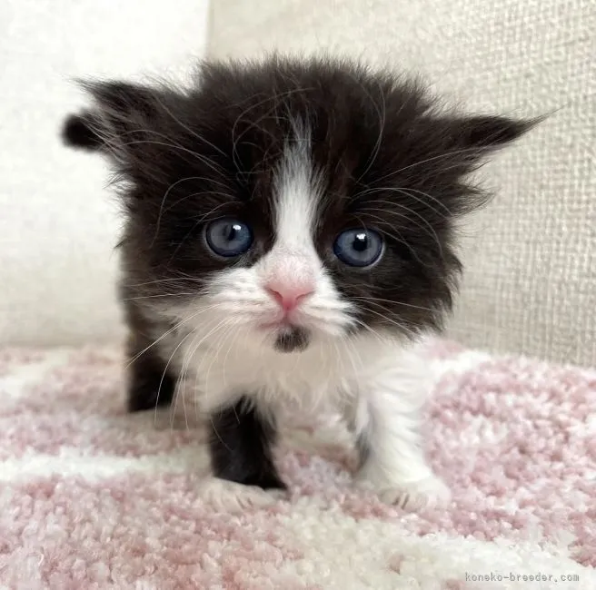 ID:2202-02013の子猫