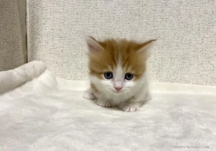 ID：2102-00613の子猫
