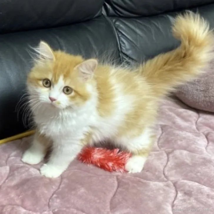 ID:2305-03185の子猫
