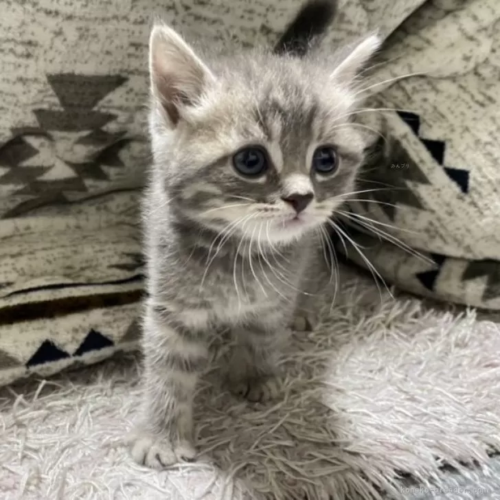 ID:2405-01650の子猫