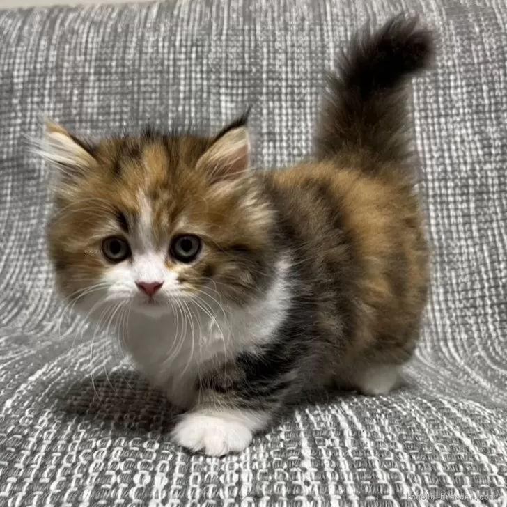 ID:2407-03152の子猫