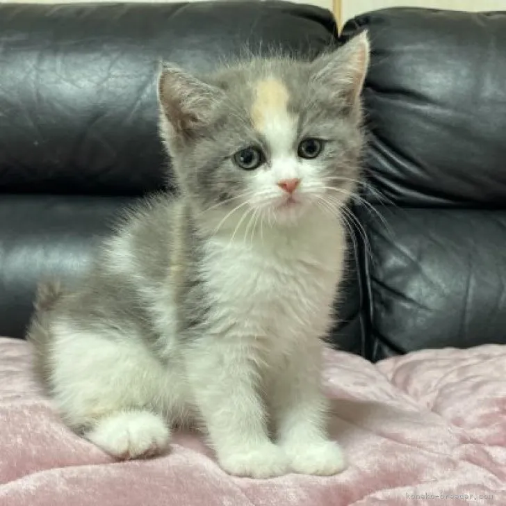 ID:2303-02403の子猫
