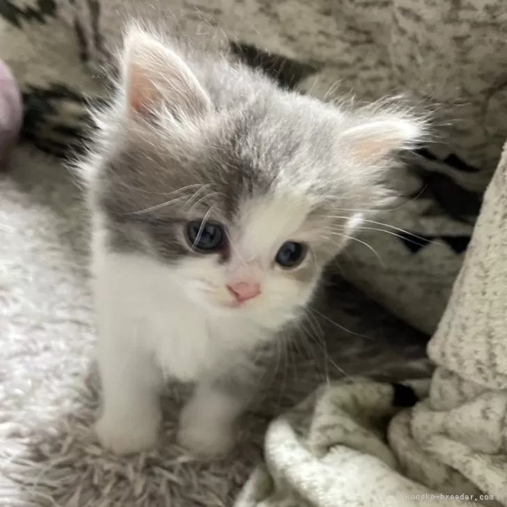 ID:2405-01653の子猫