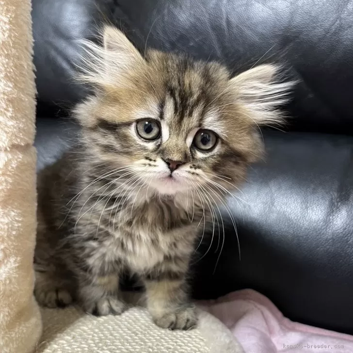 ID:2401-01243の子猫