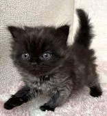 マンチカン(長足)【愛知県・男の子・2022年1月30日・ブラックスモーク】の写真1