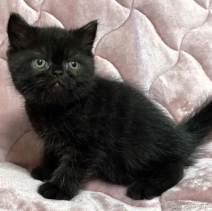 ID:2209-01410の子猫