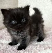 マンチカン(長足)【愛知県・男の子・2022年1月30日・ブラックスモーク】の写真3