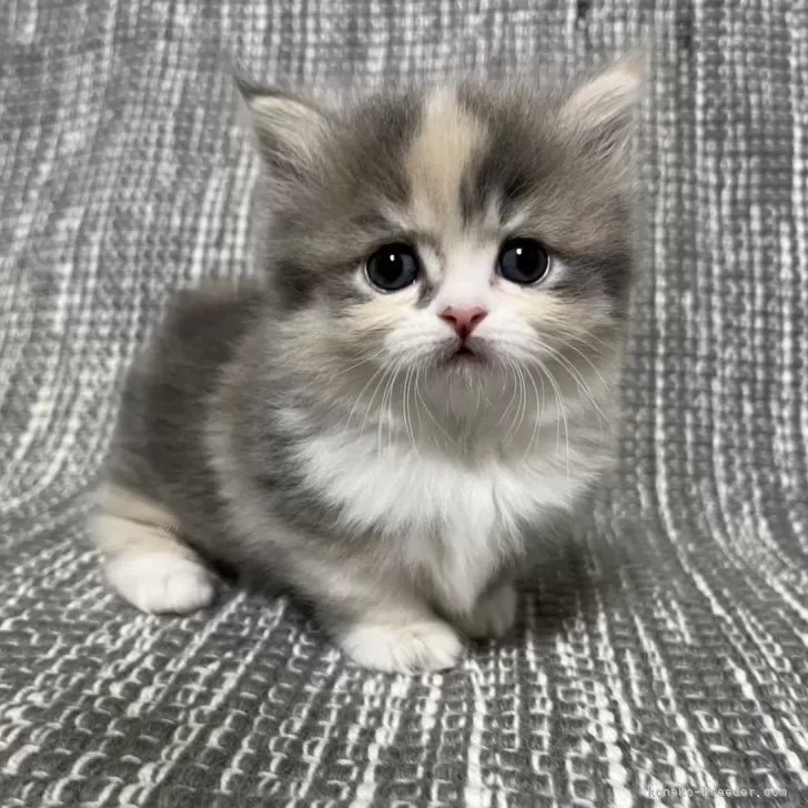 ID：2502-01472の子猫