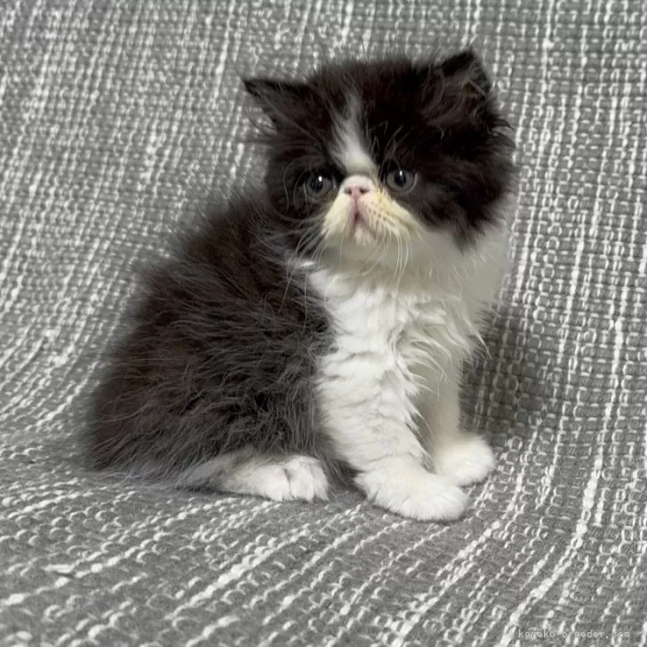 ID:2502-01455の子猫