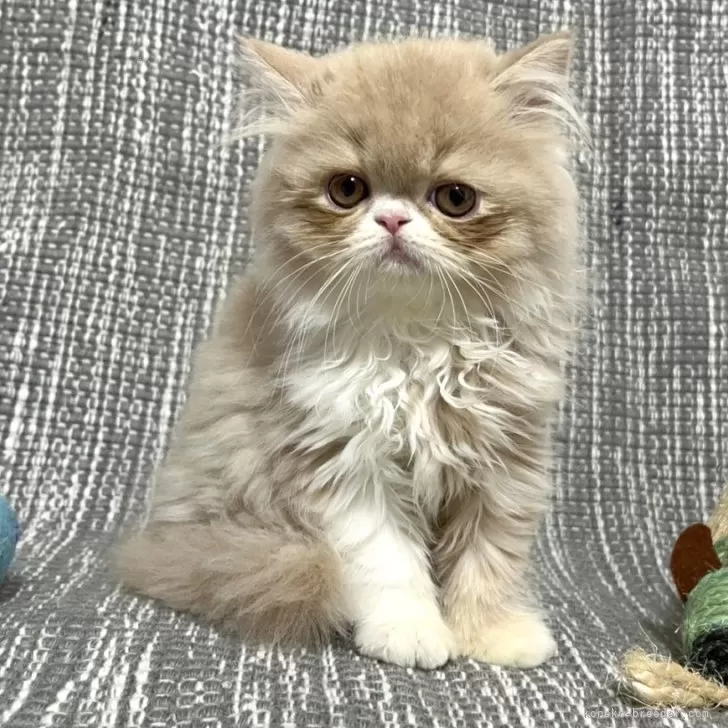 ID:2412-01079の子猫