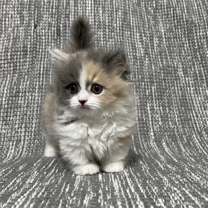 ID:2501-01739の子猫