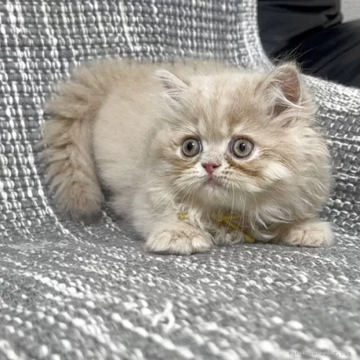 ID:2504-02446の子猫