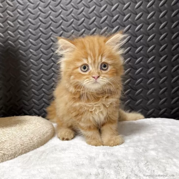 ID：2508-02006の子猫