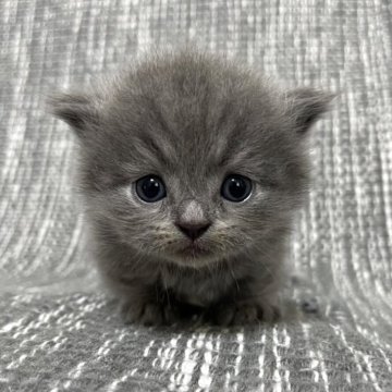 ミヌエット(短足)【愛知県・男の子・2025年5月8日・ブルータビー】の写真「☆癒し系男の子☆」