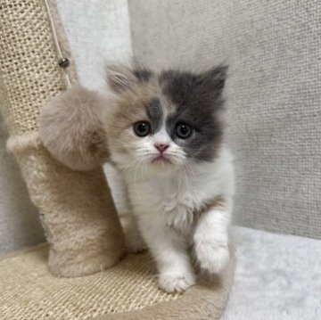 ミヌエット(長足)【愛知県・女の子・2025年9月21日・ダイリュートキャリコ】の写真「♡癒し系女の子♡」