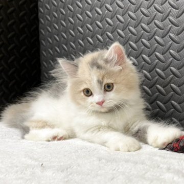 ミヌエット(長足)【愛知県・女の子・2025年5月8日・ダイリュートキャリコ】の写真「♡癒し系女の子♡」