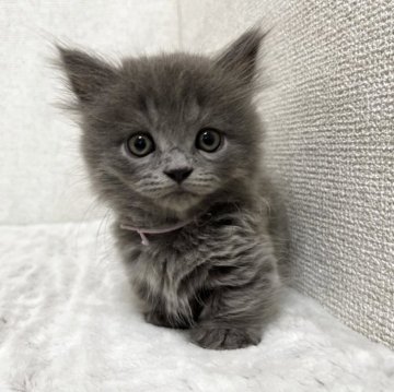 ミヌエット(短足)【愛知県・男の子・2025年9月21日・ブルータビー】の写真「☆元気な男の子☆」